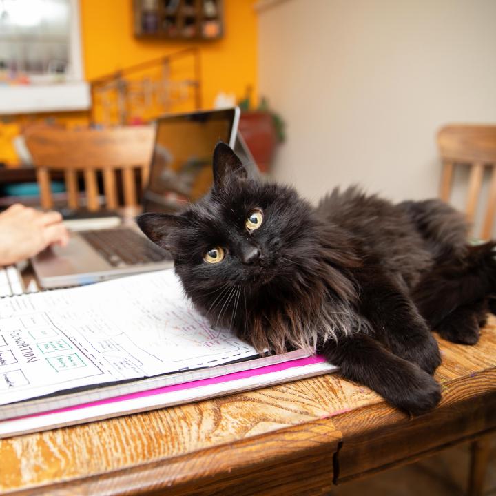 Black cat lying on a desk next to a person working on a laptop computer
