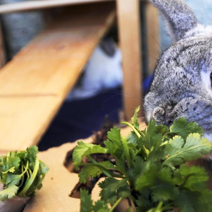 Bunny eating greens while sitting on a play puzzle