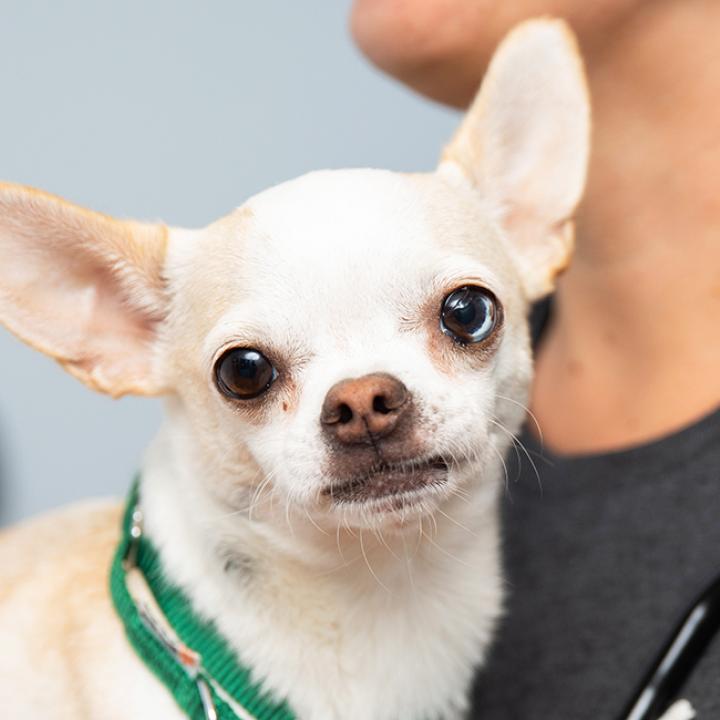 Medical person wearing a stethoscope on neck with a white Chihuahua