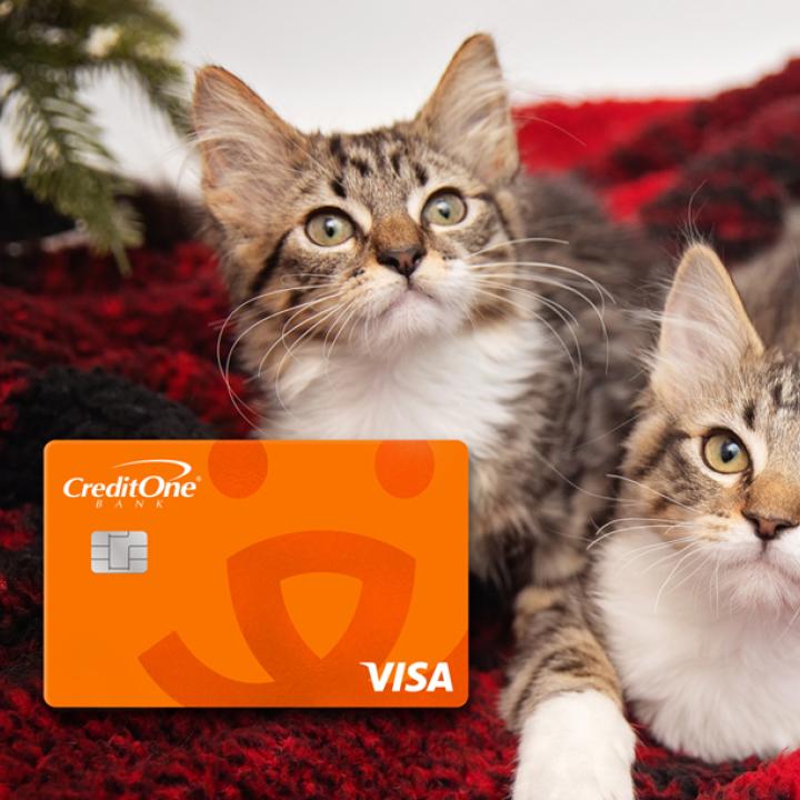 Two tabby and white kittens on a red blanket with a Best Friends credit card