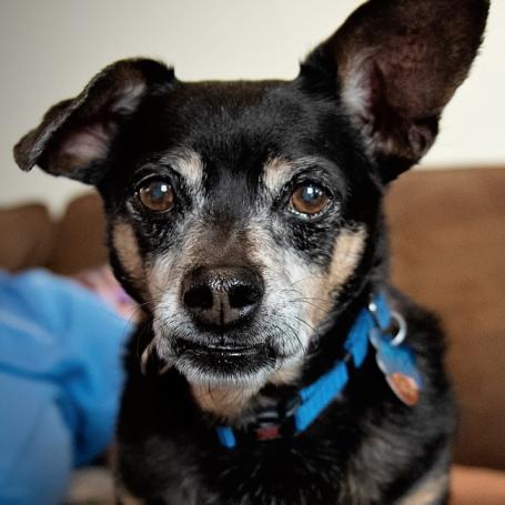Smiling person sitting on a couch behind two small dog with upright ears