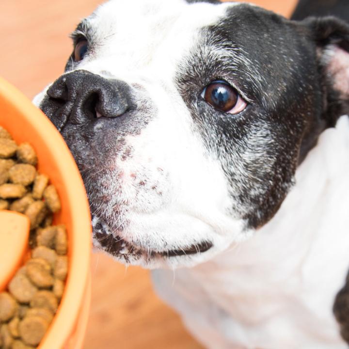 Dog sniffing an orange bowl of dog kibble held by a person