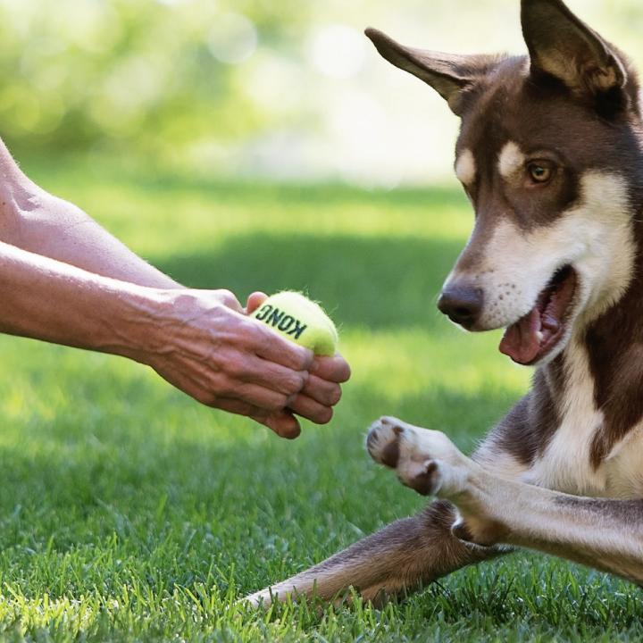 Caboodle the dog pawing at ball in caregiver's hands