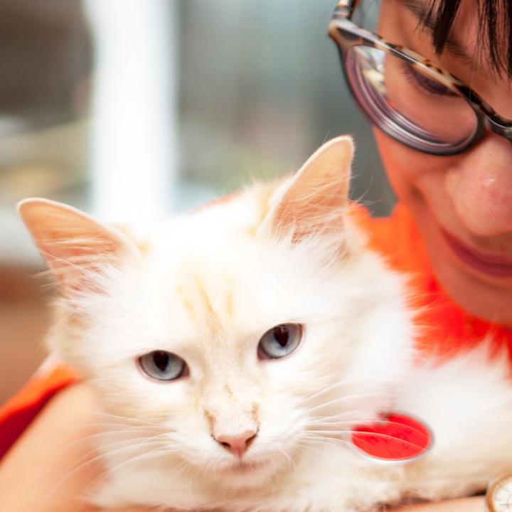 Person holding a fluffy adoptable cat