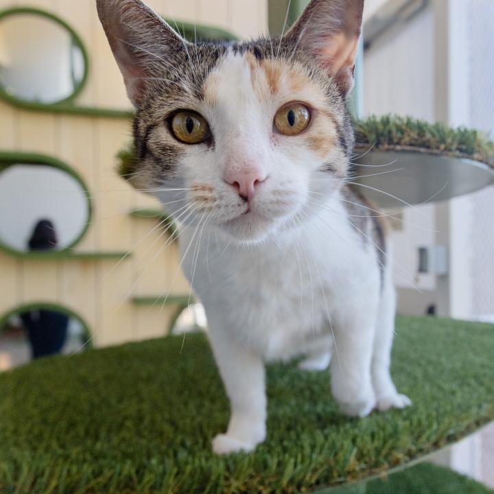 white and gray cat sitting in cat tree and looking directly at camera