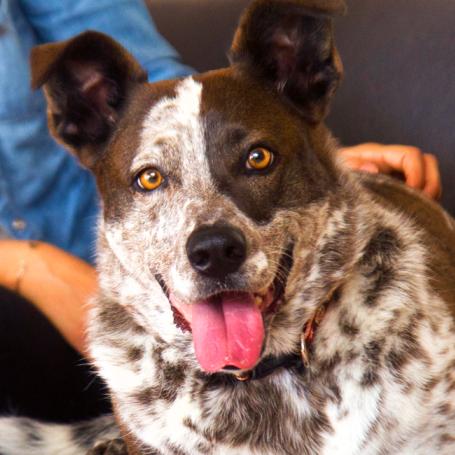 Person sitting on a comfortable couch with a happy dog