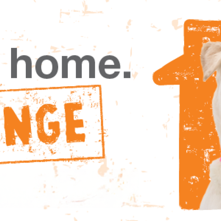Bring Love Home Challenge banner with dog in a house