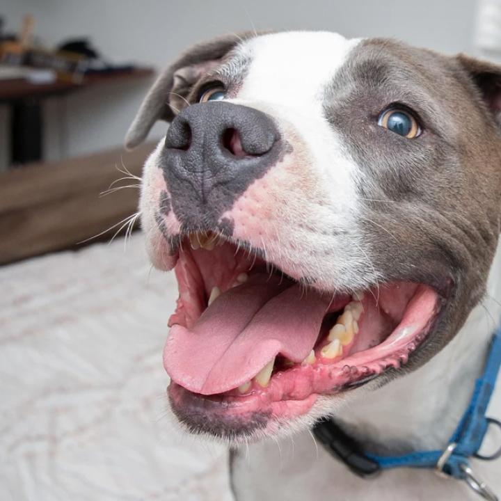 Smiling person behind a smiling gray and white pit bull terrier, inside on a bed