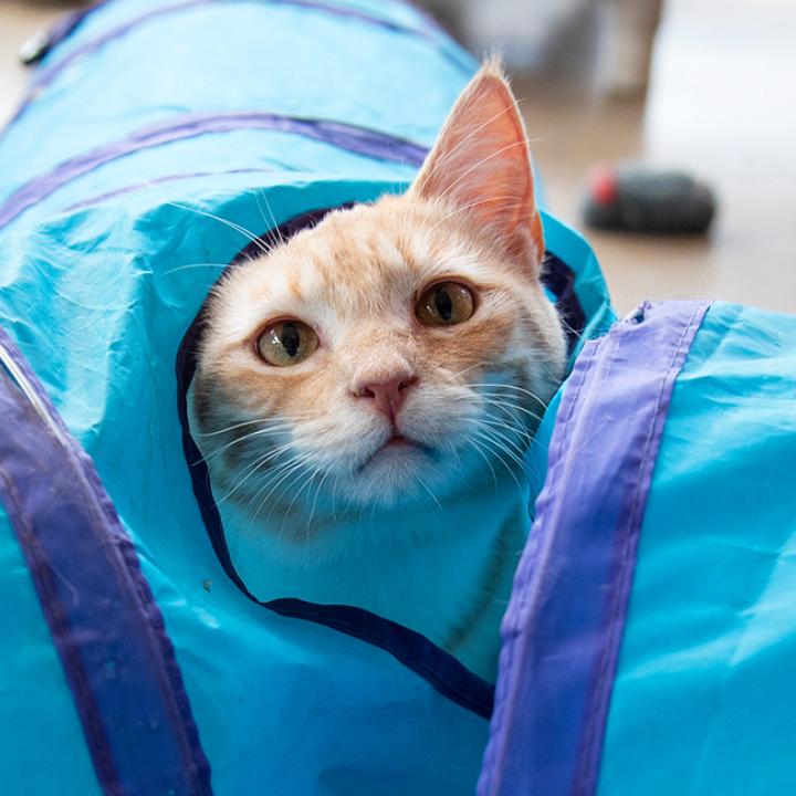 Orange tabby peeking out from the middle of a blue cat tunnel