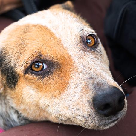 Dog resting its head a person's leg