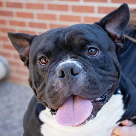 black and white dog being held outside brick building by animal care worker