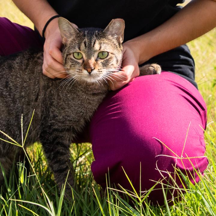 Cat with a person sitting in the grass next to a trap used for for trap-neuter-return