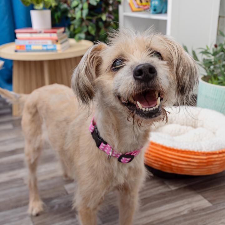 small fluffy brown dog in living room