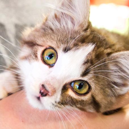 Person holding an adoptable cat 