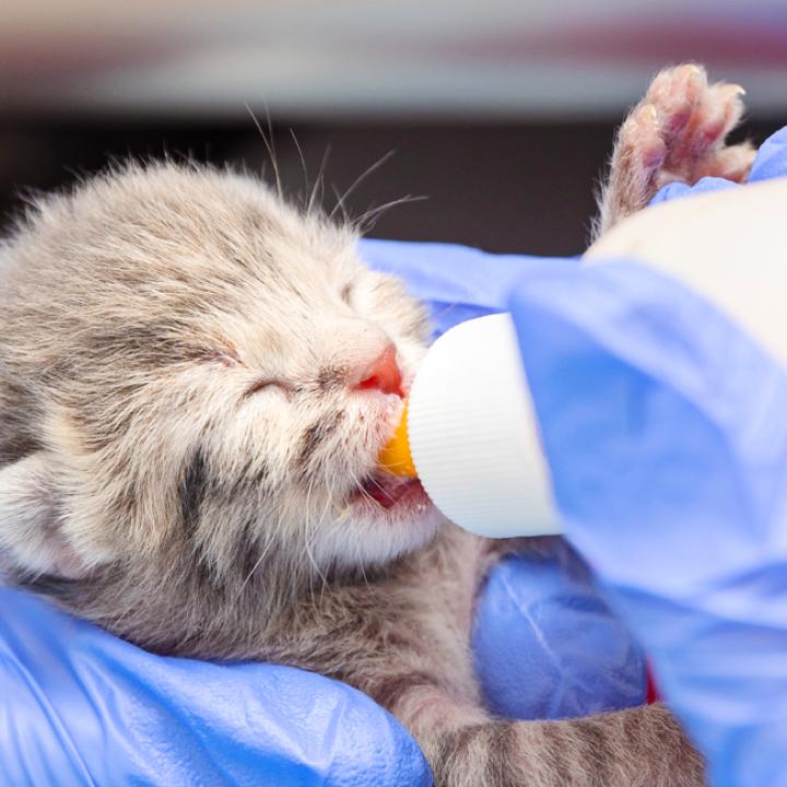 What to feed a kitten i found sale