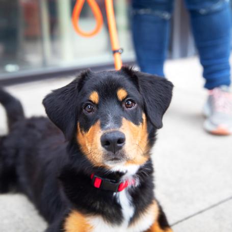 Fluffy puppy relaxing on the sidewalk while out for a walk with a person
