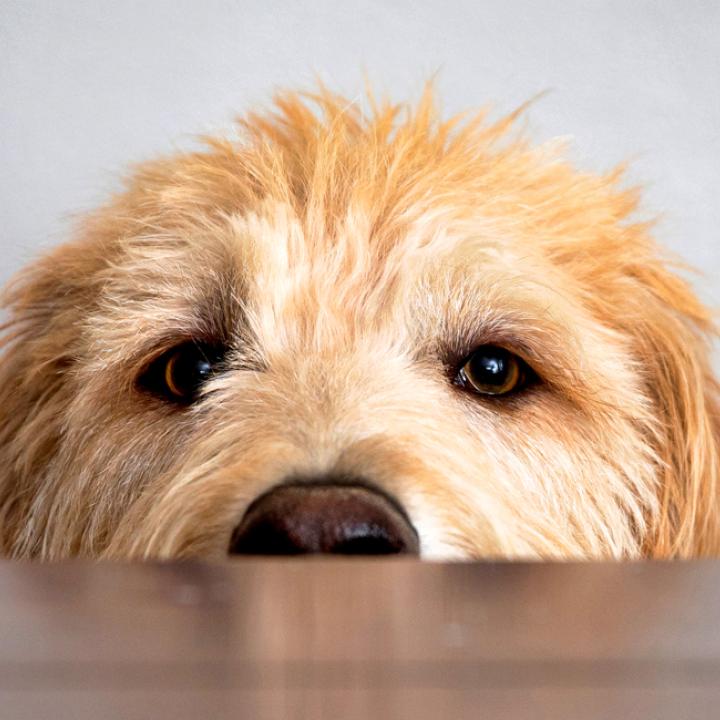 Fuzzy dog peeking over the edge of a table