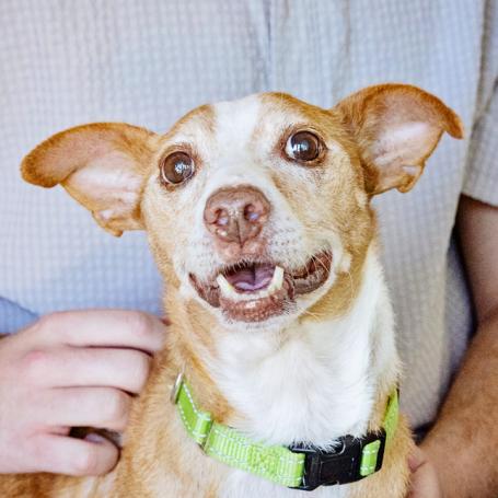 small tan dog being held and petted on lap