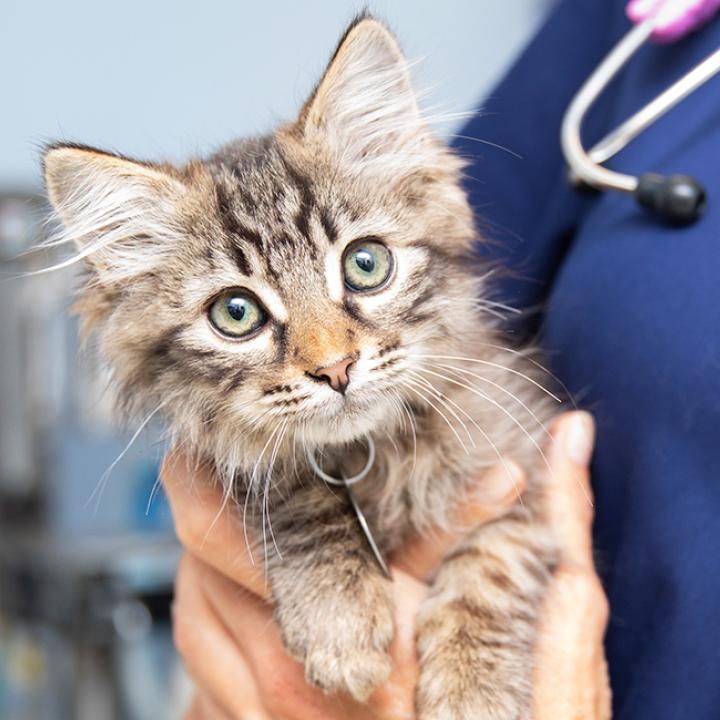 Veterinary person wearing a stethoscope holding a tabby kitten
