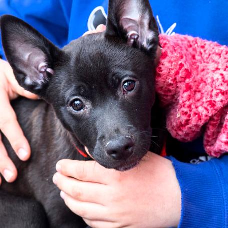 Small puppy being held by a person sitting on the ground 