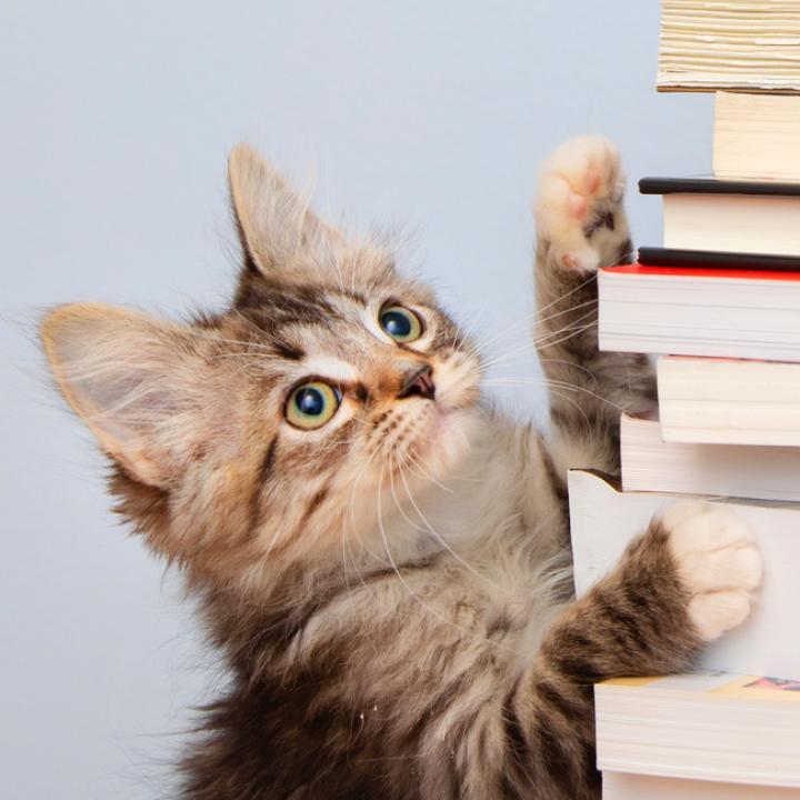Tiny kitten putting its front paws on a stack of text books