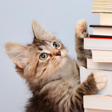 Tiny kitten putting its front paws on a stack of text books