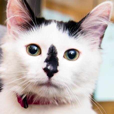 Smiling person holding a fuzzy cat