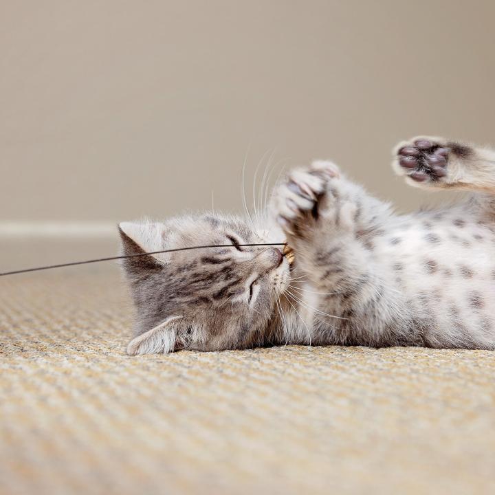 grey tabby kitting playing with string and rolling upside down on carpet