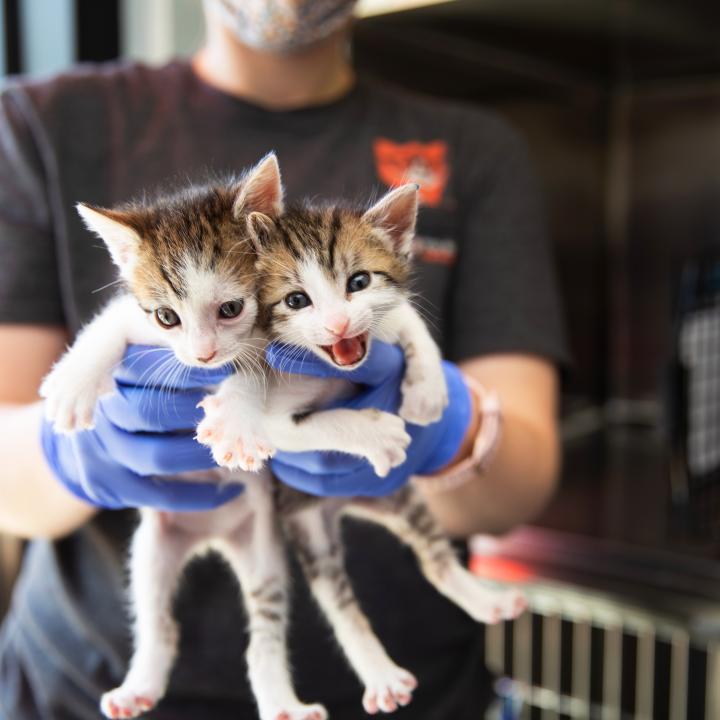 Two tiny kittens being held by a person during a pet transport
