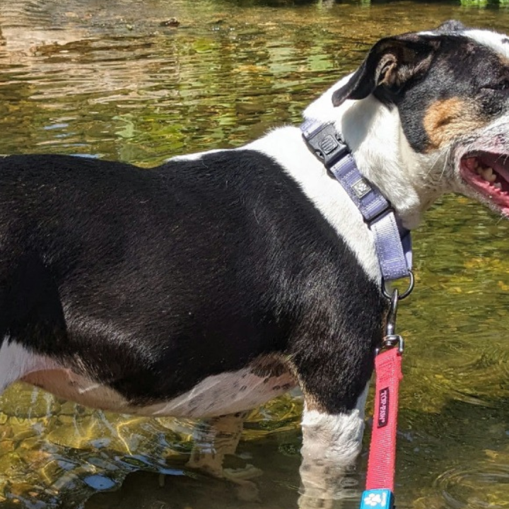 A black and white dog standing in a creek