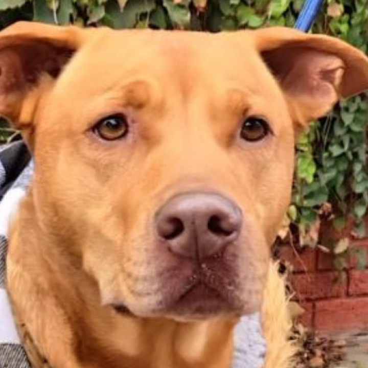 A red dog in a black and white plaid jacket