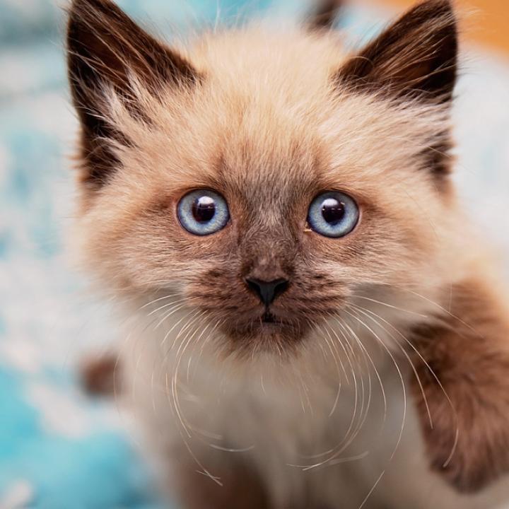Siamese kitten with blue eyes on a blue and white blanket