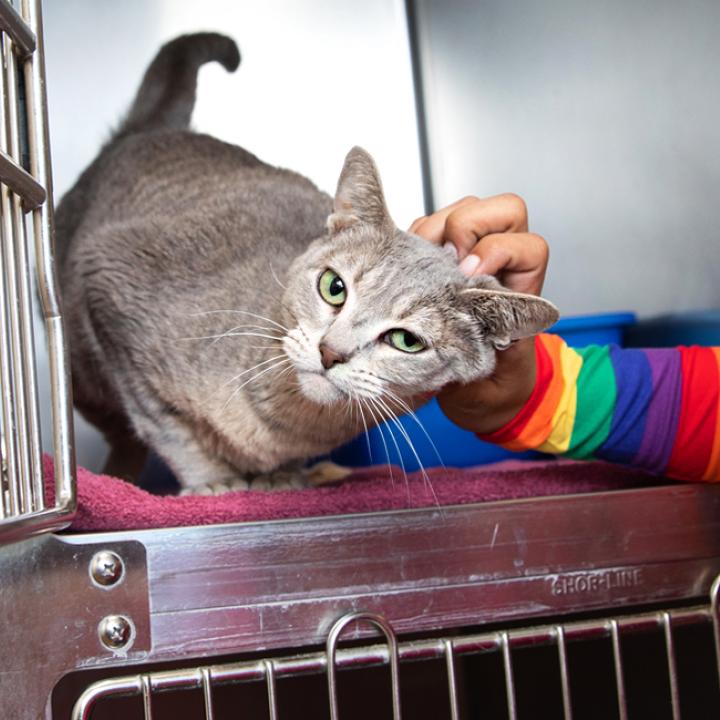 Person petting an adoptable cat in a shelter