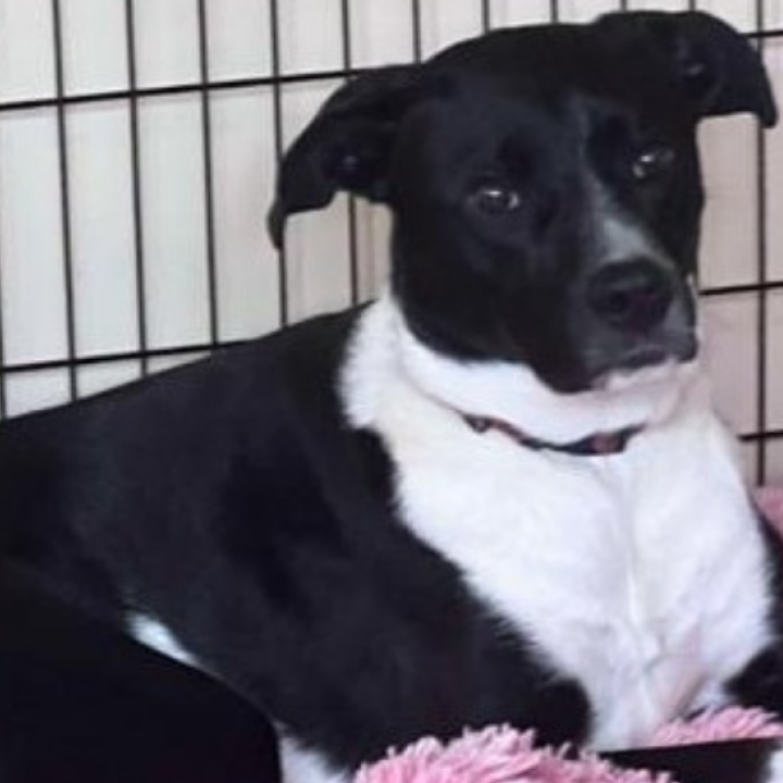A black and white dog lying down in an open crate on a pink blanket