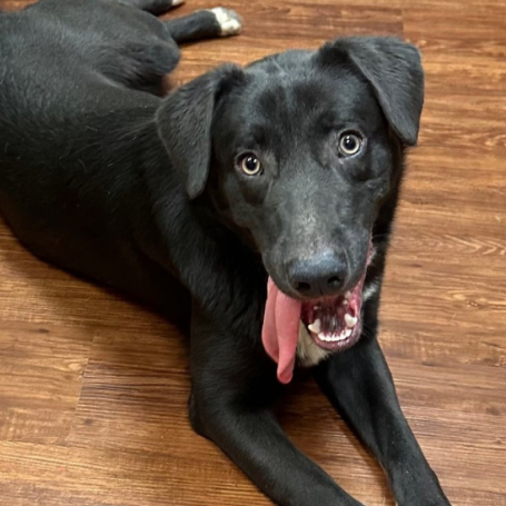 A smiling black dog smiles up at the camera with her big pink tongue hanging out.