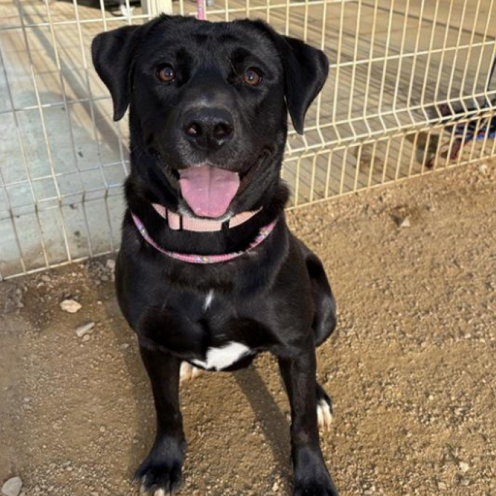 A black labrador-type dog sitting and smiling at the camera