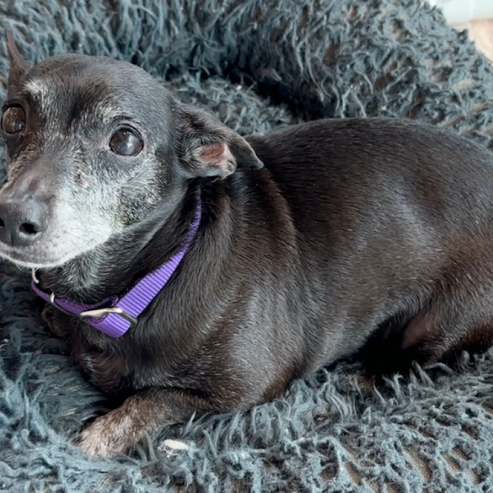 A small, gray-faced black dog in a furry blue bed