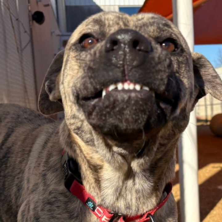 A brindled dog gives a toothy smile 