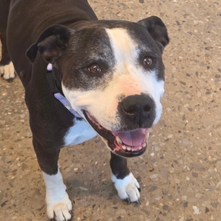 a happy gray and white pit bull dog smiles