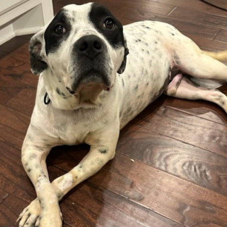 A long-faced black and white dog lying on a wooden floor with his front paws crossed
