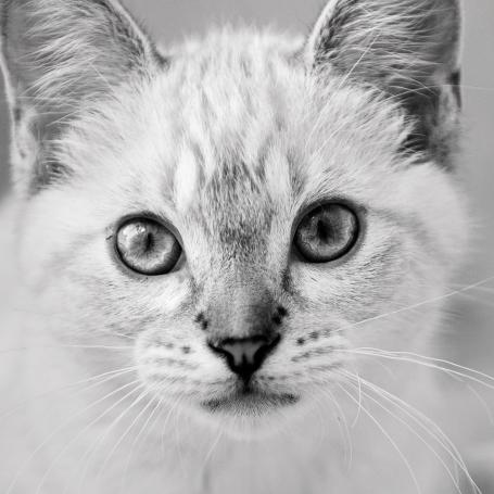 Light colored kitten