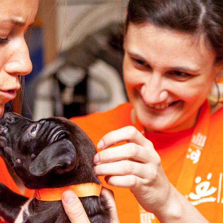 Volunteers at SoHo pet adoption center holding tiny puppies