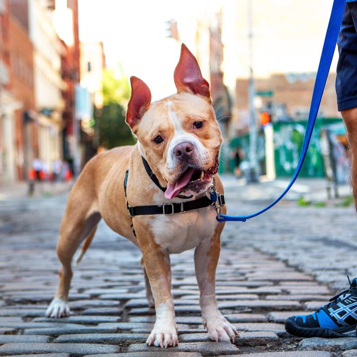 Ruthie a pit-bull-type dog with upright ears out on a leashed walk with a person on a cobblestone street