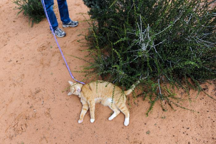 Orange tabby cat lying down on the ground outside during a walk on a leash