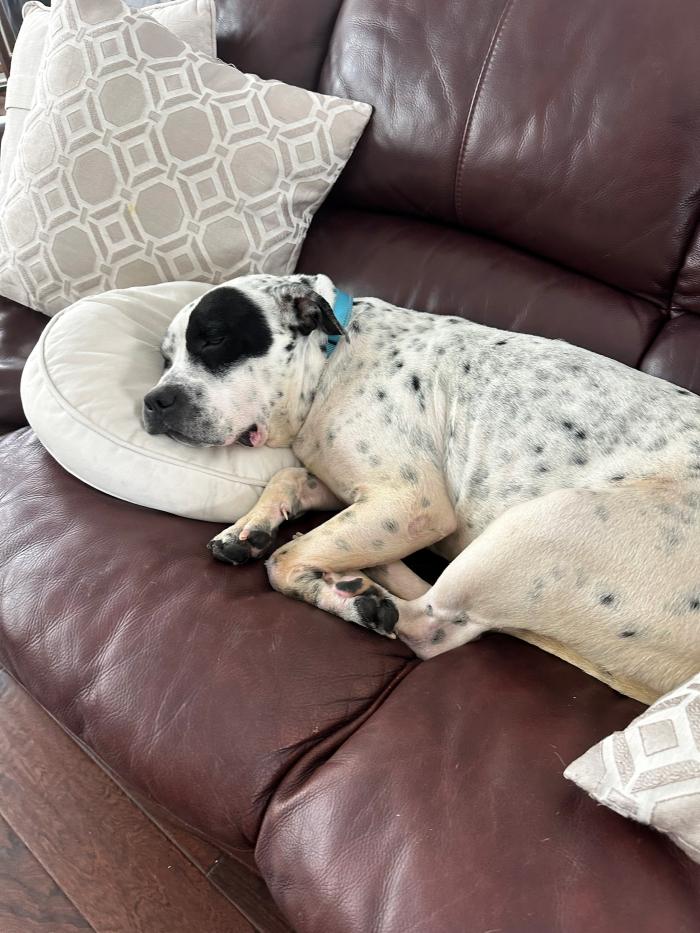 Apollo the dog sleeping peacefully on a pillow on a couch