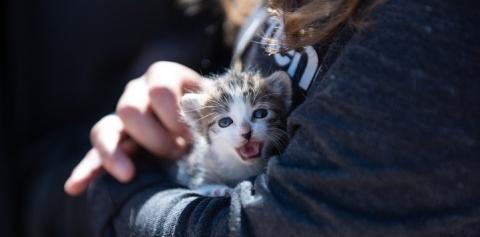 Tabby and white kitten being held by person in dark sweatshirt