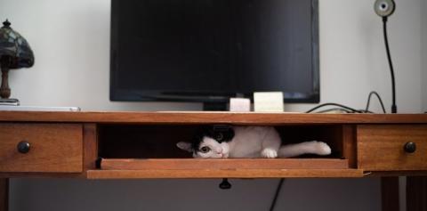 Black and white cat lying in desk compartment under computer