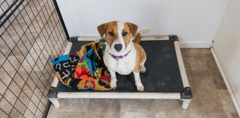 White and tan puppy on Karunda bed in kennel
