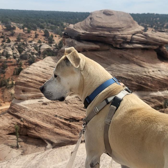 Mr. Bowser the dog outside on a hike in Angel Canyon beside a rock formation