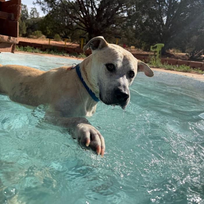 Mr. Bowser the dog in a pool
